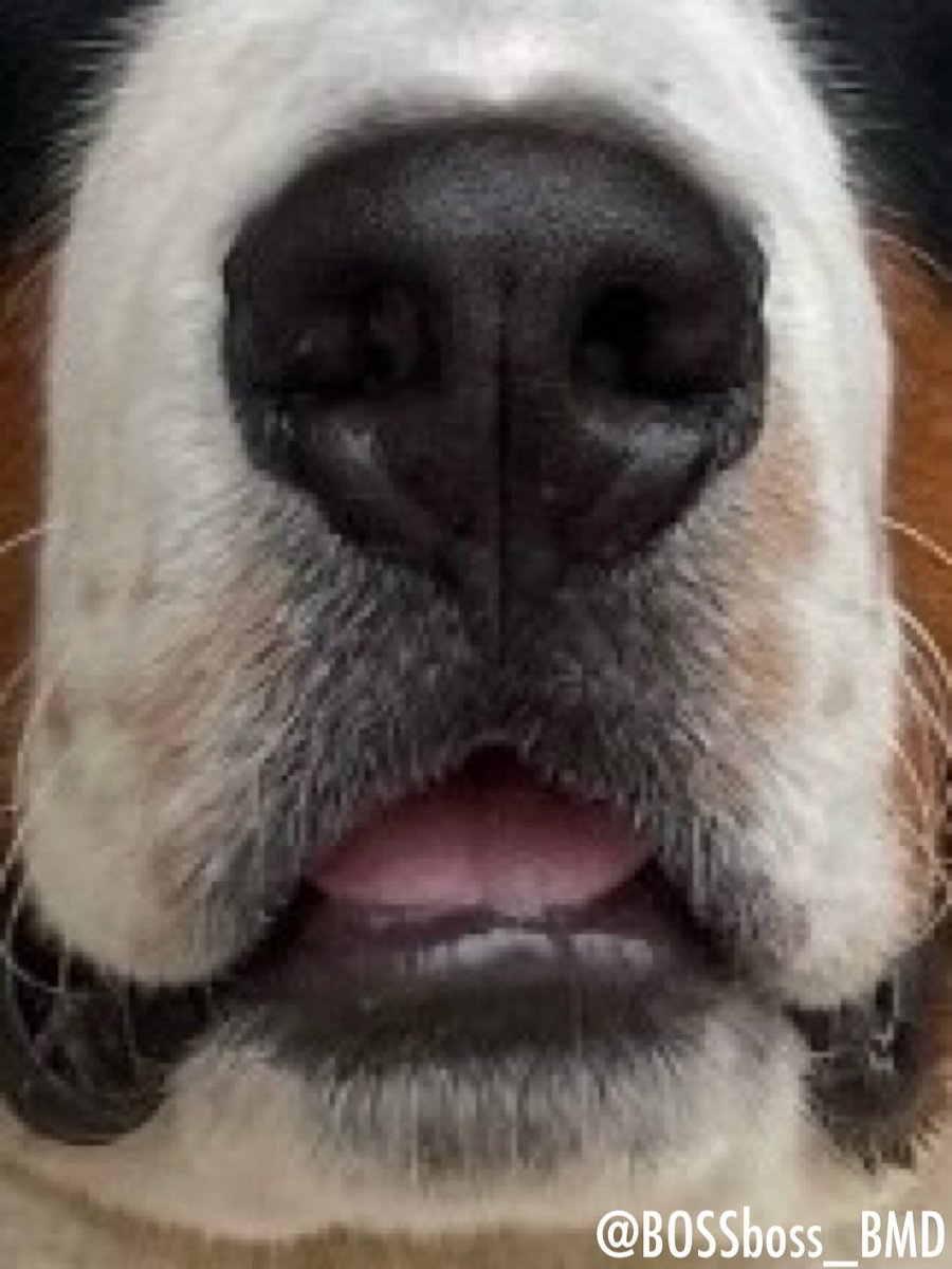 ボスちん tweet media