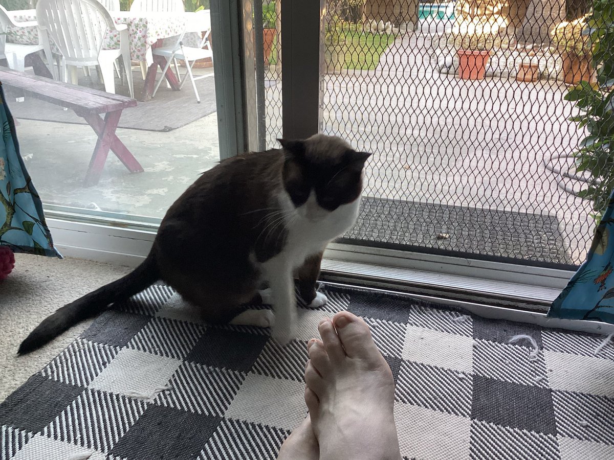 improvguy11's tweet image. Hanging with Dakota. 😻😸🦶☕️🩷❤️💙 #dakota #snowshoesiamese #sweetheart #twoyearoldkitten #catsarethebest