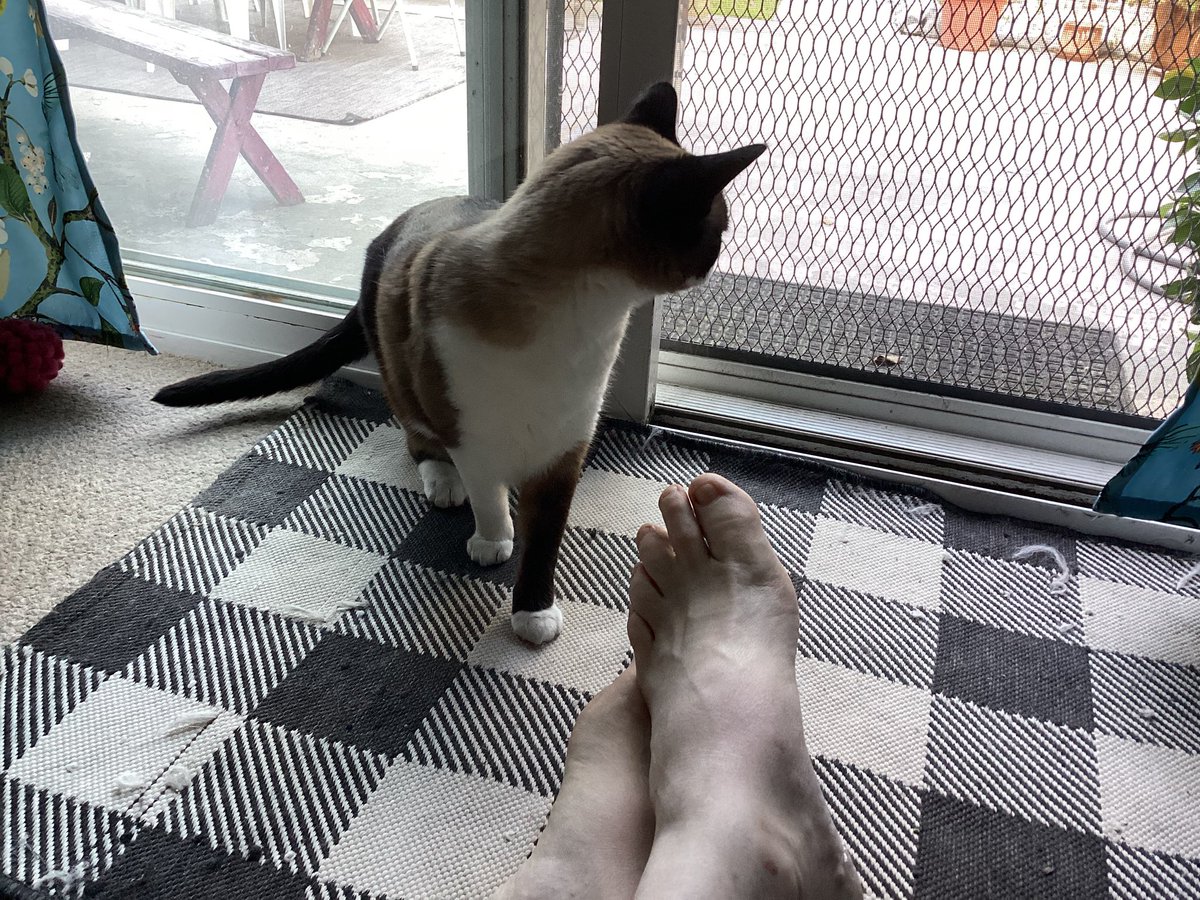 improvguy11's tweet image. Hanging with Dakota. 😻😸🦶☕️🩷❤️💙 #dakota #snowshoesiamese #sweetheart #twoyearoldkitten #catsarethebest