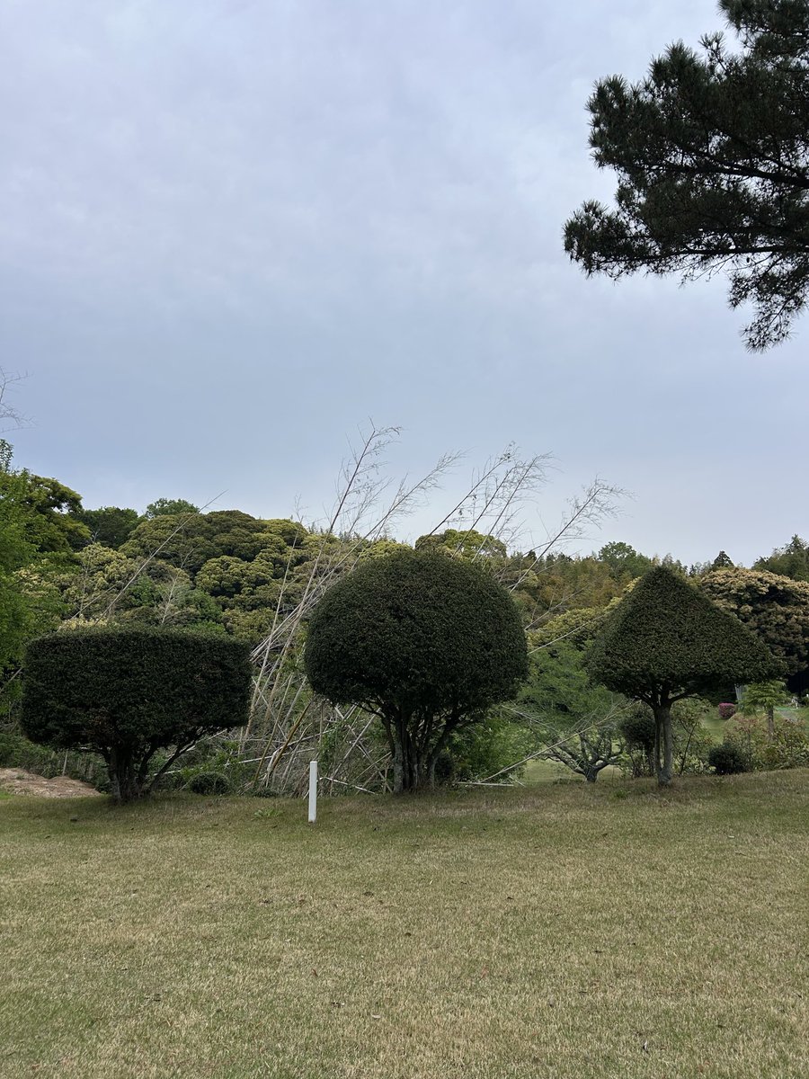 昨日久しぶりに秀子とショートコースに行ってきました⛳️
紳士のスポーツの服装とは思えない超青のTシャツを着ていってしまいました。
コース内の植木の切り方のセンスがよすぎたのでパシャリ。