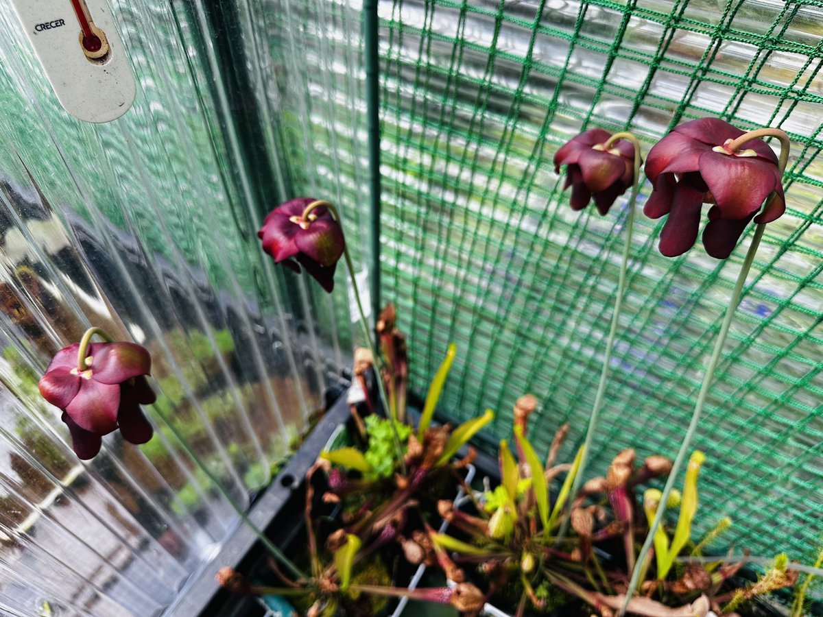 こーヘ〜。@メダカ垢だけど雑談多め。 tweet media