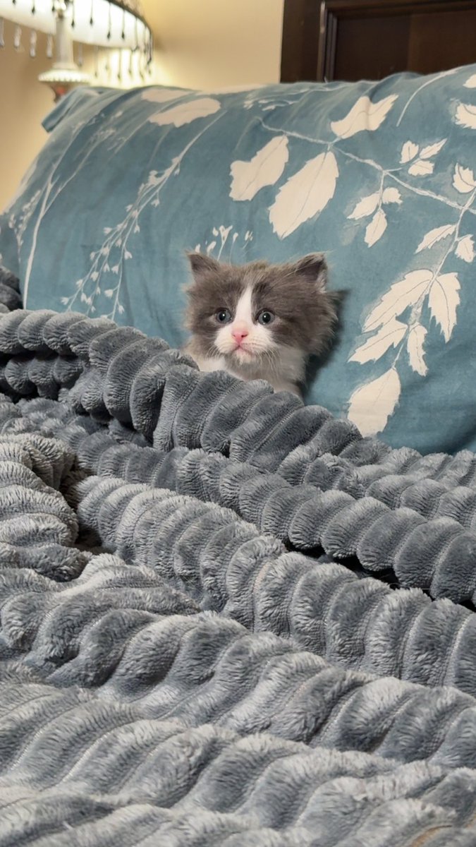dylanp312's tweet photo. Everyone say hello to my new kitten Okada. 
Named him after THE legend himself @rainmakerXokada https://t.co/DfoXz6B407