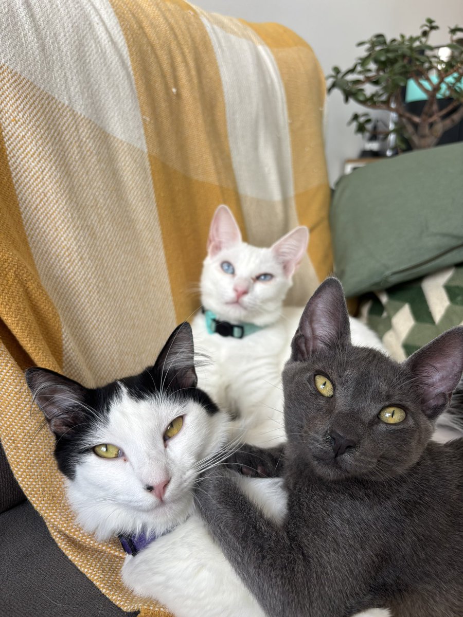 honda civic da silva tweet media