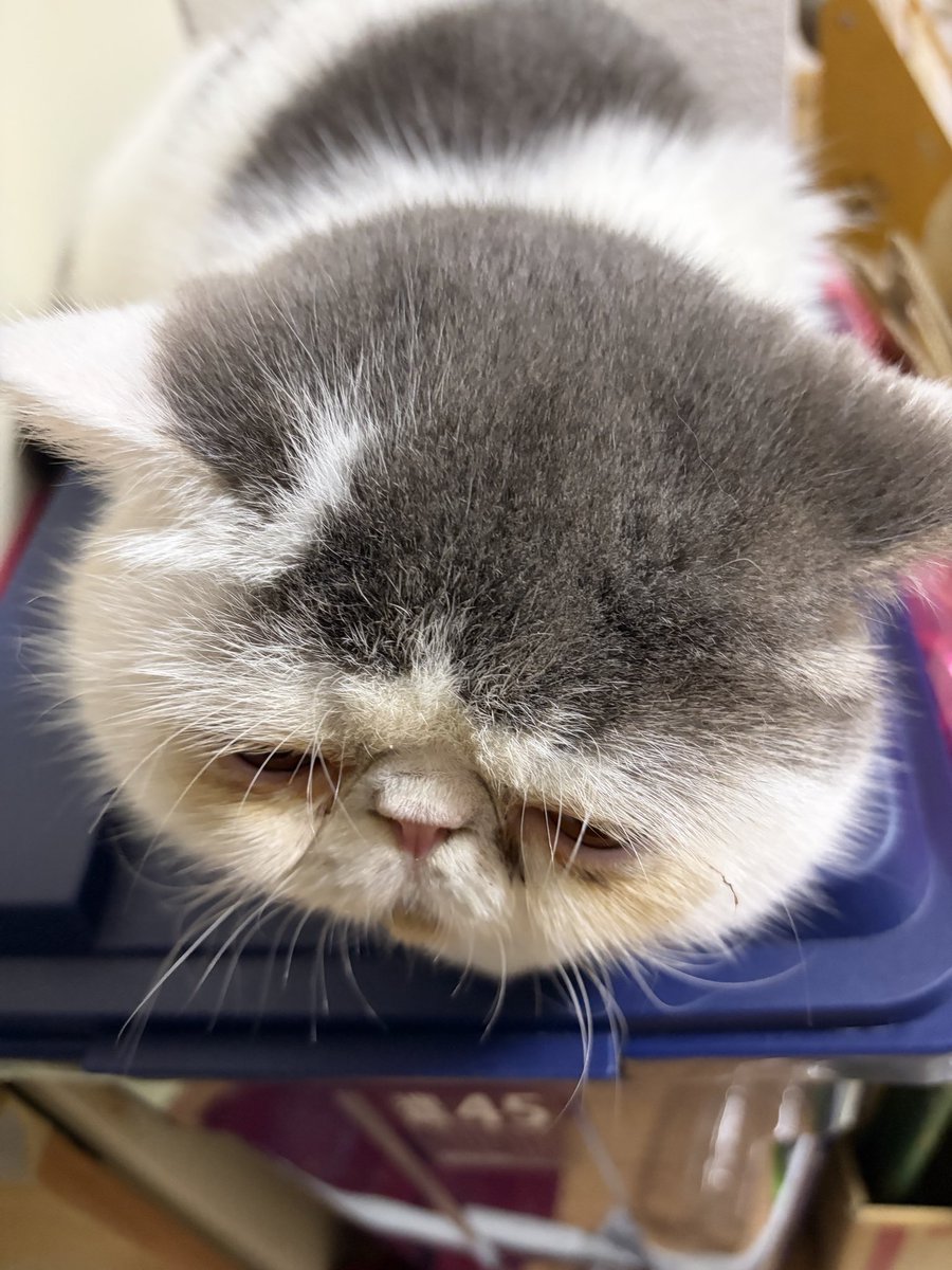 ゆたこ tweet media