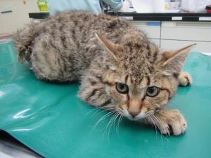 🆘️保健所収容情報です｡

岡山県動物愛護センターに収容されているオスの雑種猫になります。皆さまのご協力宜しくお願い致します。 
pref.okayama.jp/page/859555.ht…