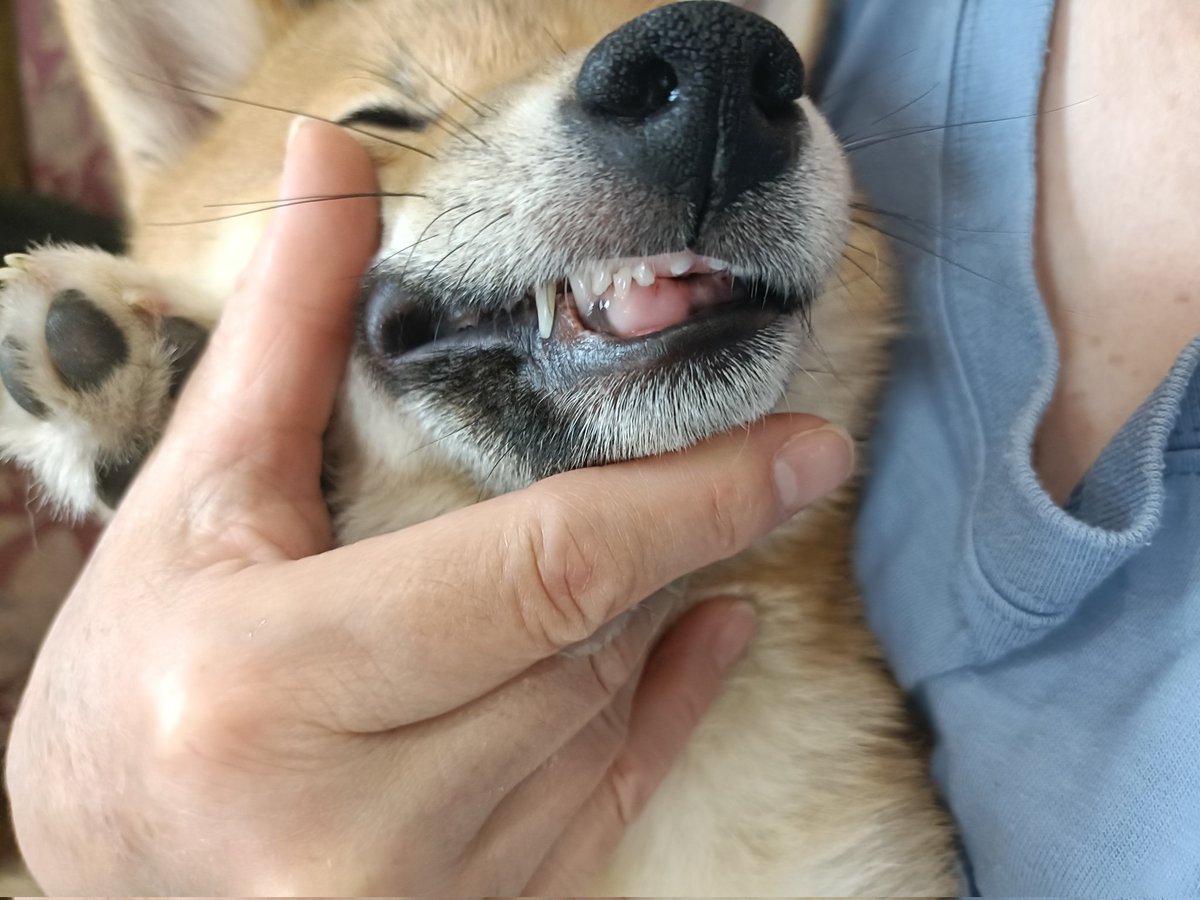 柴犬ゆず＆あず tweet media