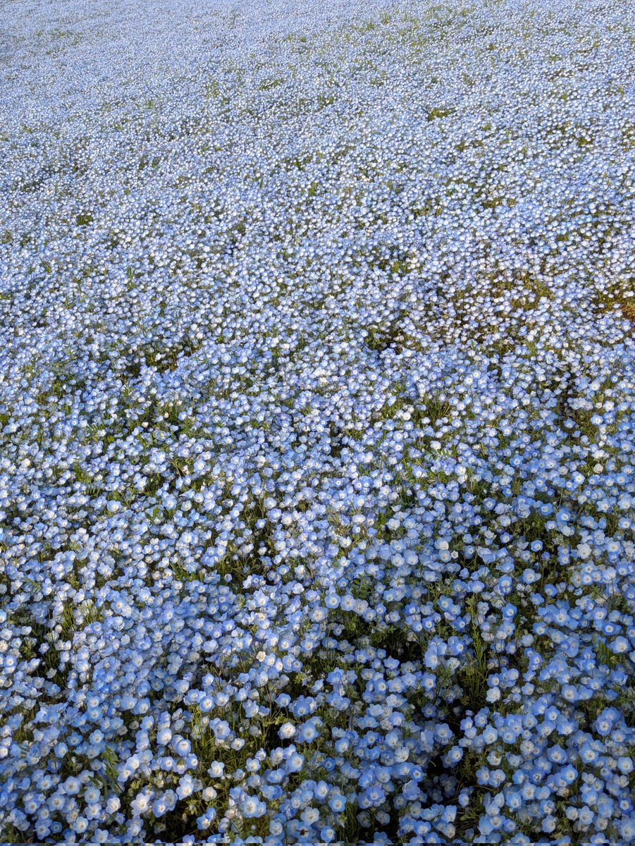 昨日は美しいものを見に行きました。美しいものは心に効く。