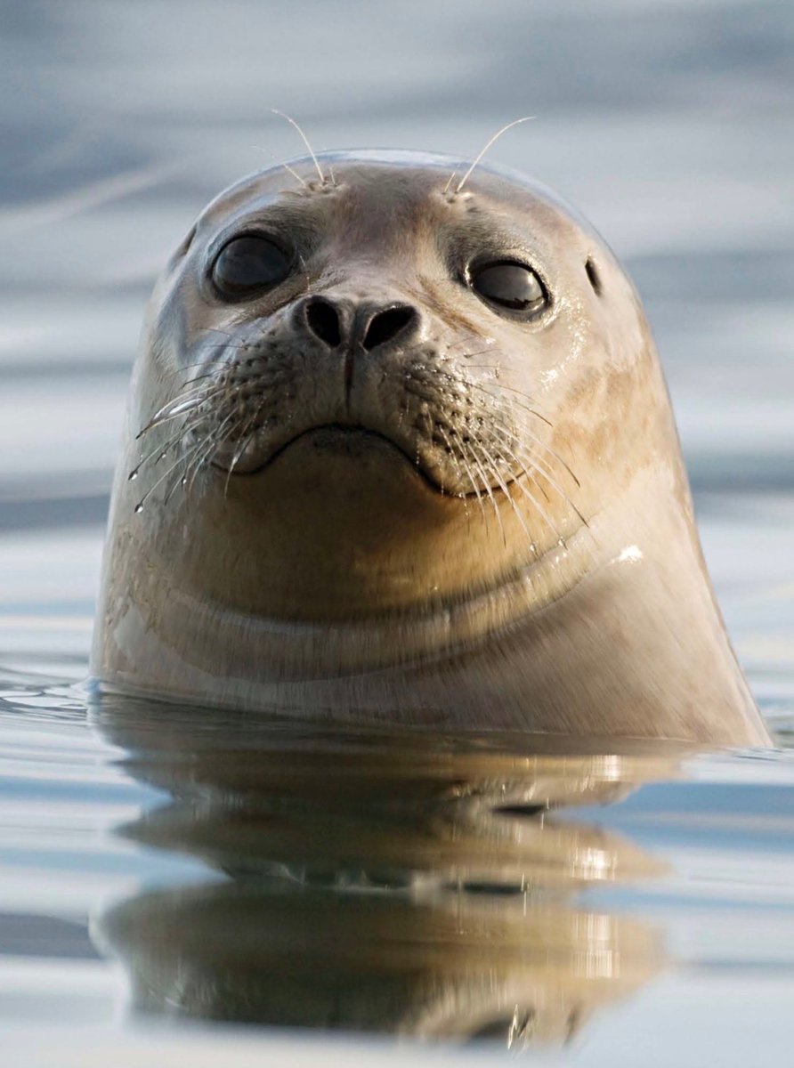 andayprojects's tweet photo. Happy birthday Andy!!!

As an idol you have provided comfort and care for your fans, in return we have adopted an harbor seal under your name. Adding onto the many that you have and will help. 

We thank you.💙

#andy19on19th
#우리_비타민의_golden_생일 
#HAPPY_ANDY_DAY https://t.co/UBIJd96UWx