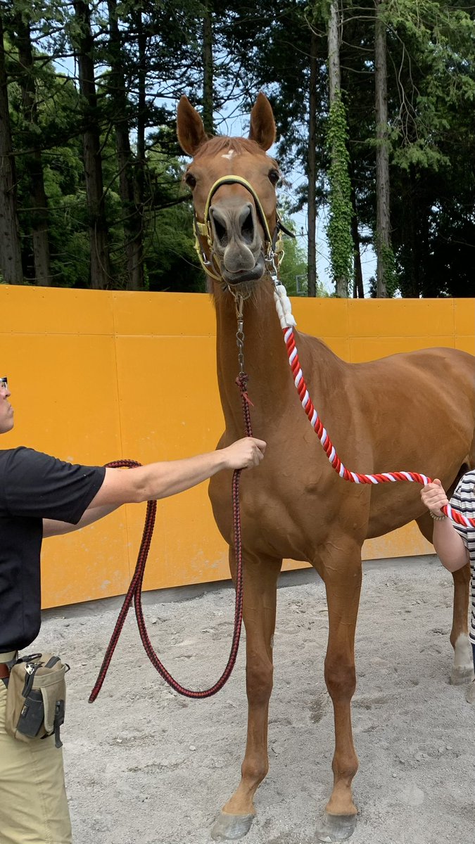 hrts_22's tweet photo. @miko_ym1982 こんな顔もあります🤣
不安がってるケウちゃんには申し訳ないですがめちゃくちゃ可愛かったです🫶 https://t.co/N4NJmlNrAb