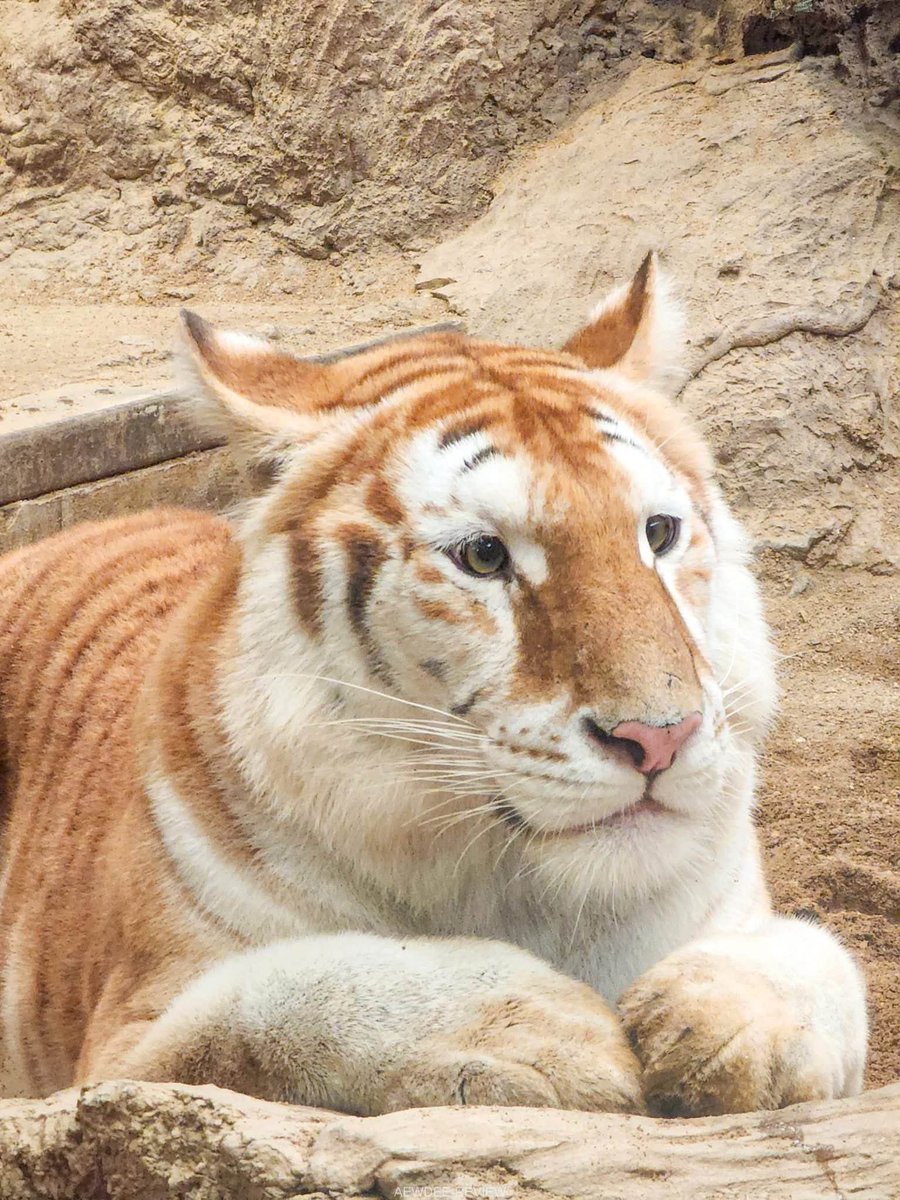 Rex Arcadia🪄📚【DEXTER】 tweet media