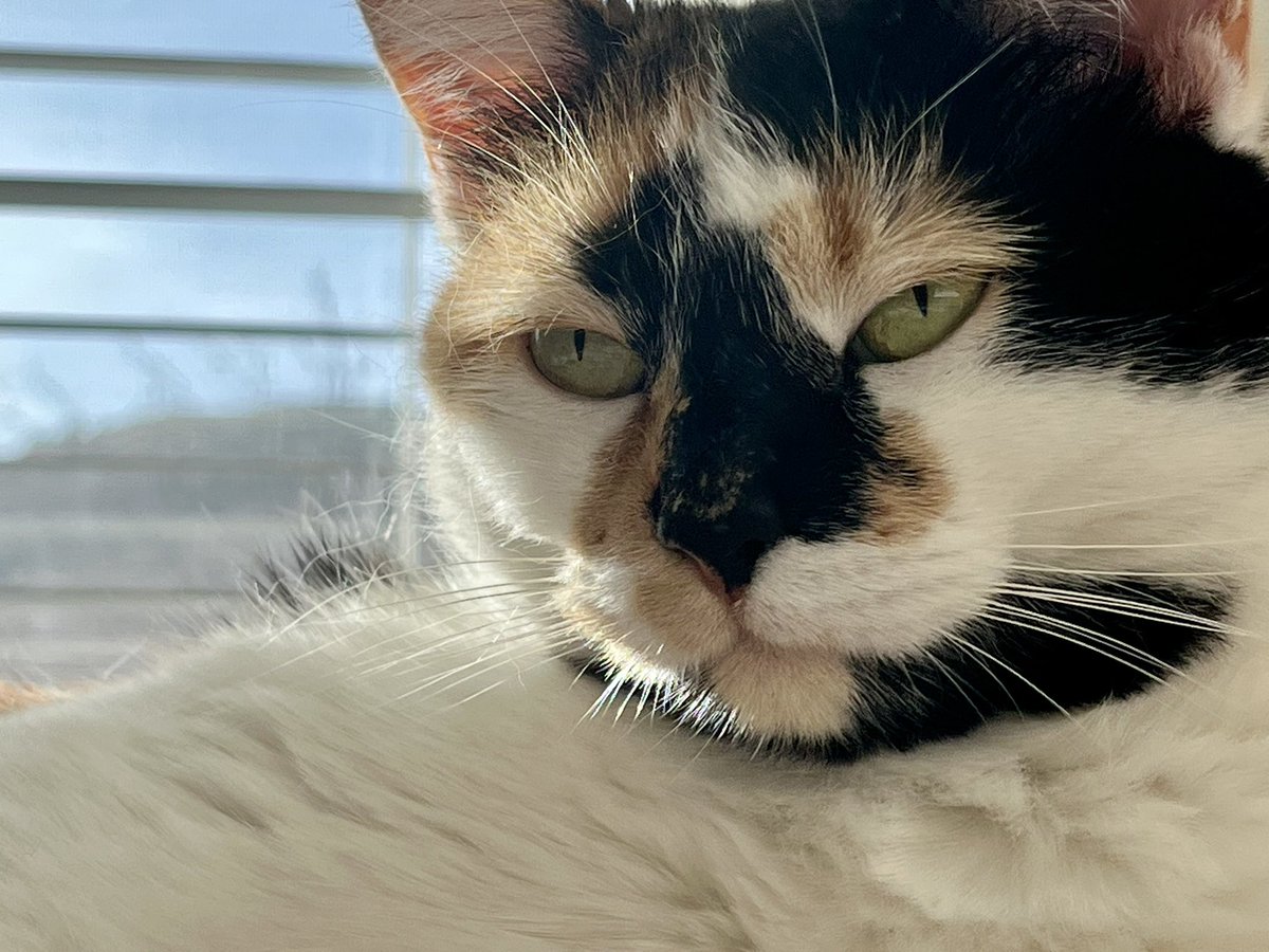 I am done with you, hooman.
Go away.
