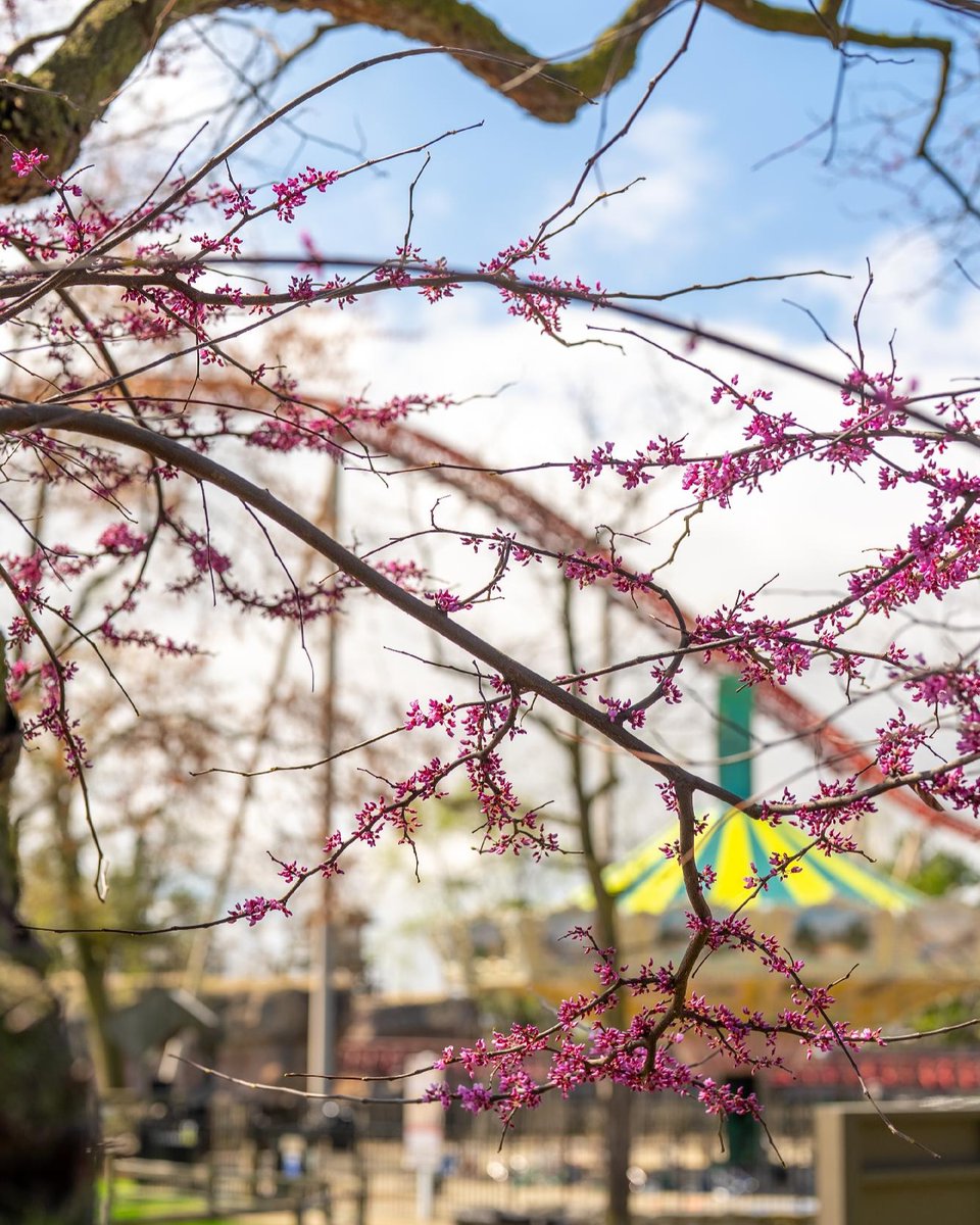 Cedar Point tweet media