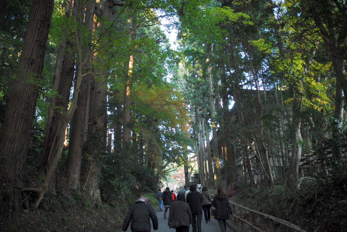 33miura's tweet image. 中尊寺
 
#Cameras
#Leica
#NIKON