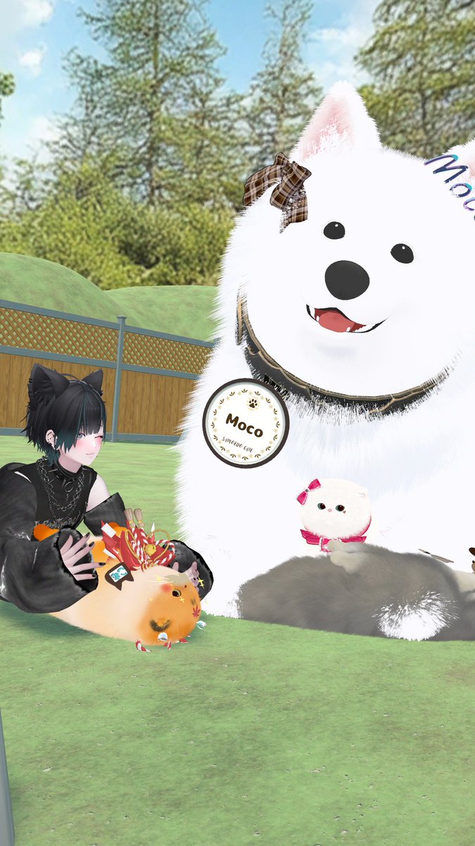 ヒトデ tweet media