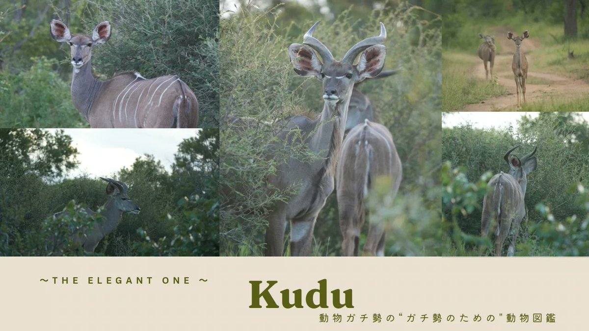 ZooPortal tweet media