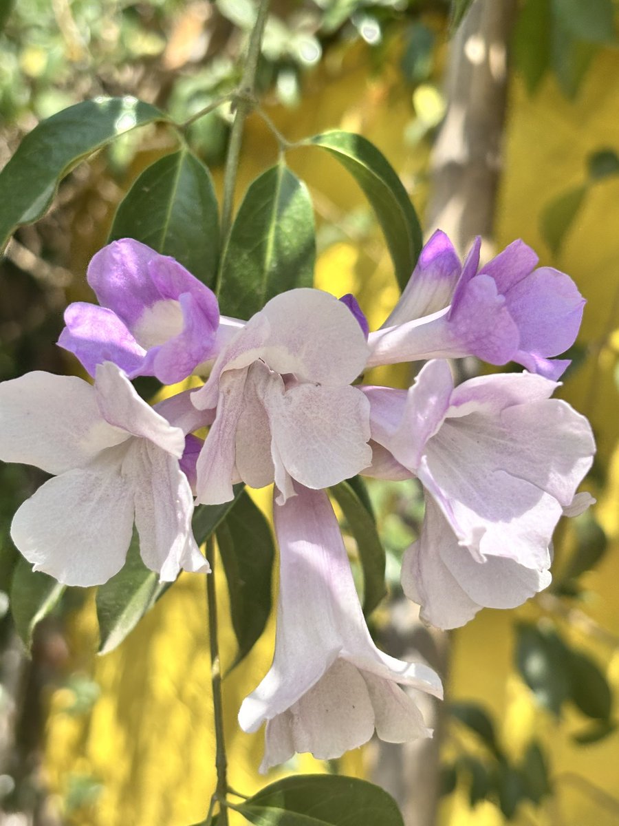 Garlic Vine blooms in summer🙂🙂