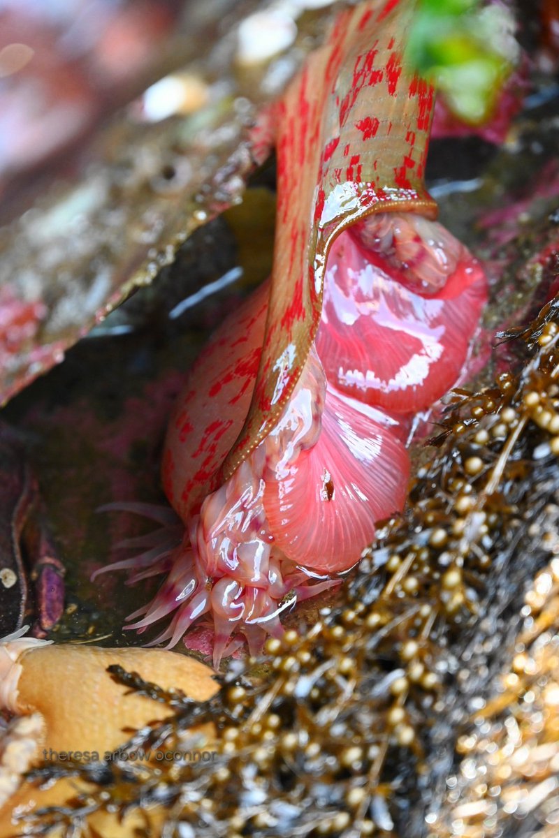TheresaArbowOC's tweet image. Treasures at #lowtide today on #Alki #sealife