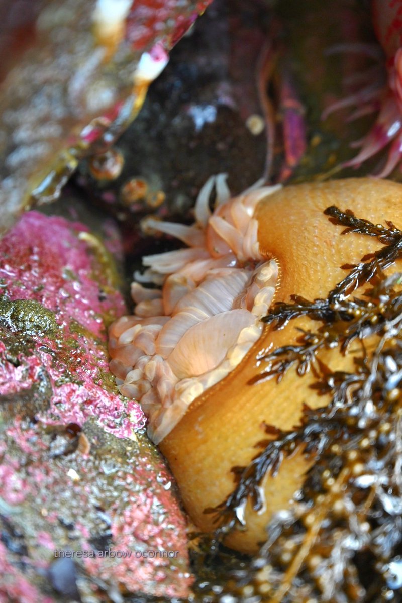 TheresaArbowOC's tweet image. Treasures at #lowtide today on #Alki #sealife