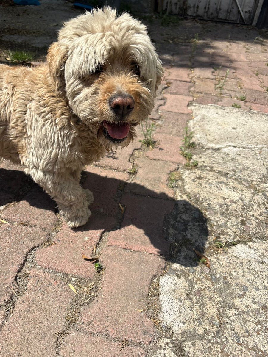 PERRITO PERDIDO!!! 🚨‼️RT RT
Una amiga encontró a este perrito x la zona de Contadero en Cuajimalpa.
¿Alguien lo reconoce?
Es macho y es muy dócil, seguro es de casa, ayúdenme a compartir x favor.
<a href="/imagenZea/">imagenzea</a> <a href="/ImagenNoticias_/">Imagen Noticias</a> <a href="/imagen530/">Imagen Noticias 5:30</a>