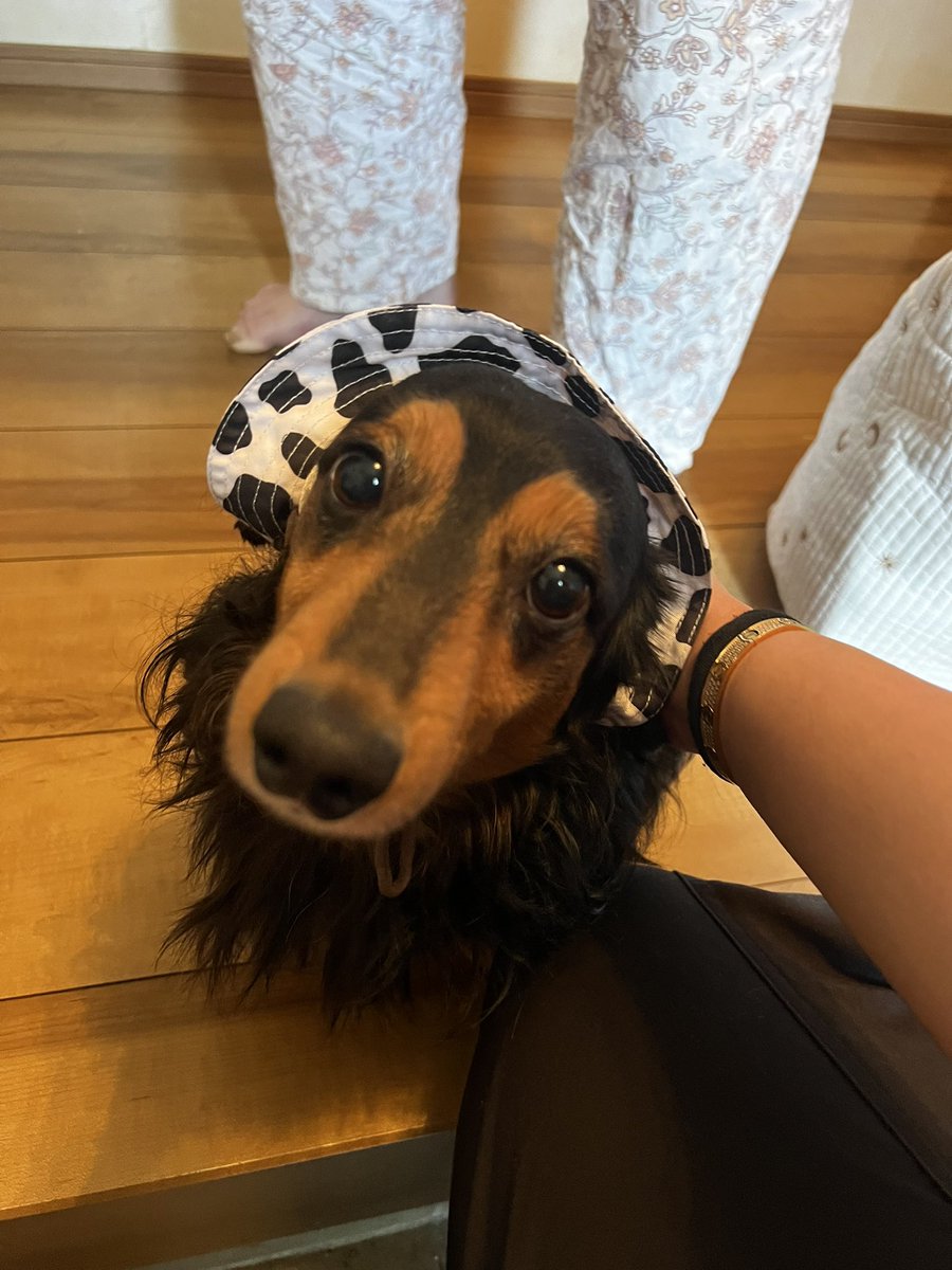 どりー🦦 tweet media