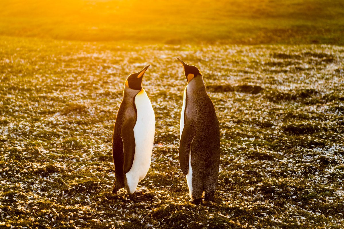 Yusuke Okada｜岡田裕介 tweet media