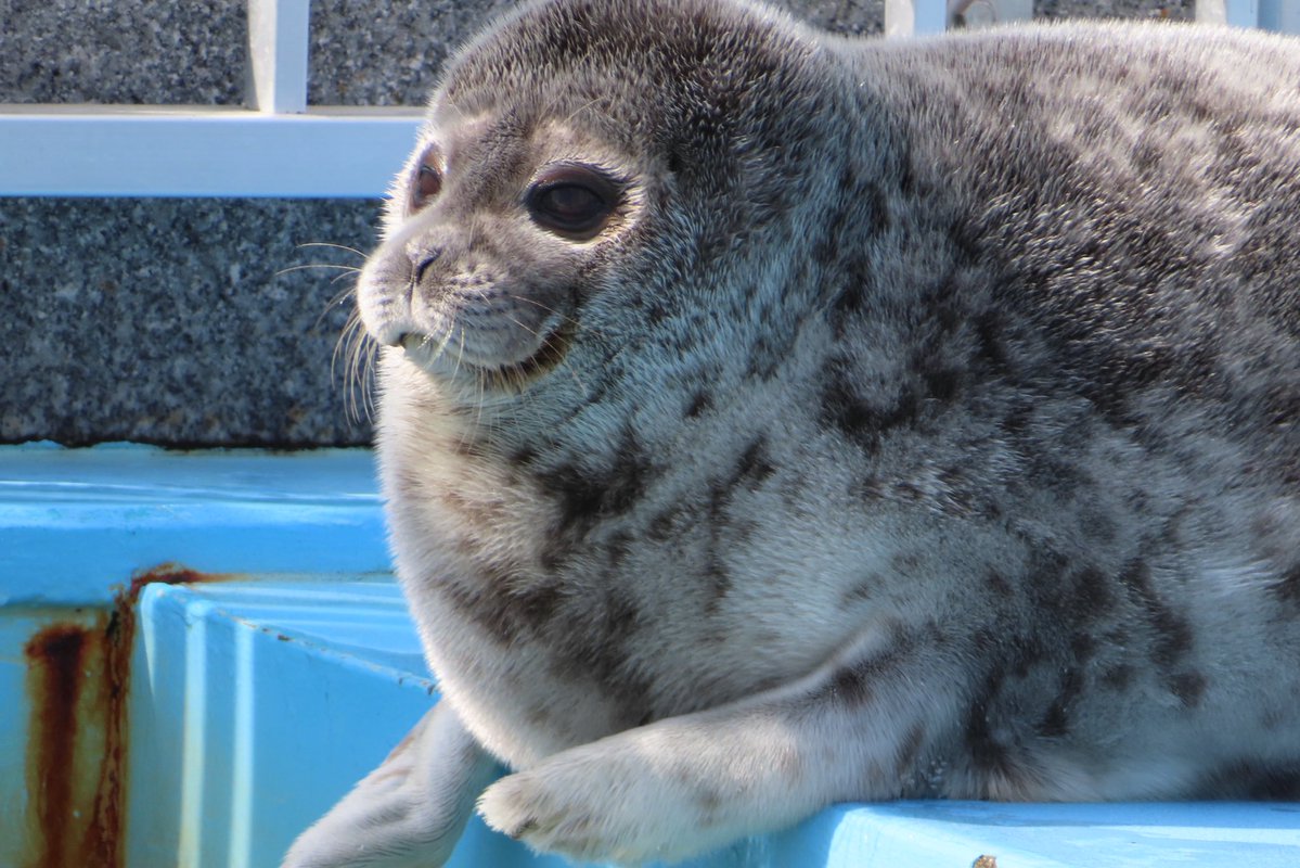 ゆちょん tweet media