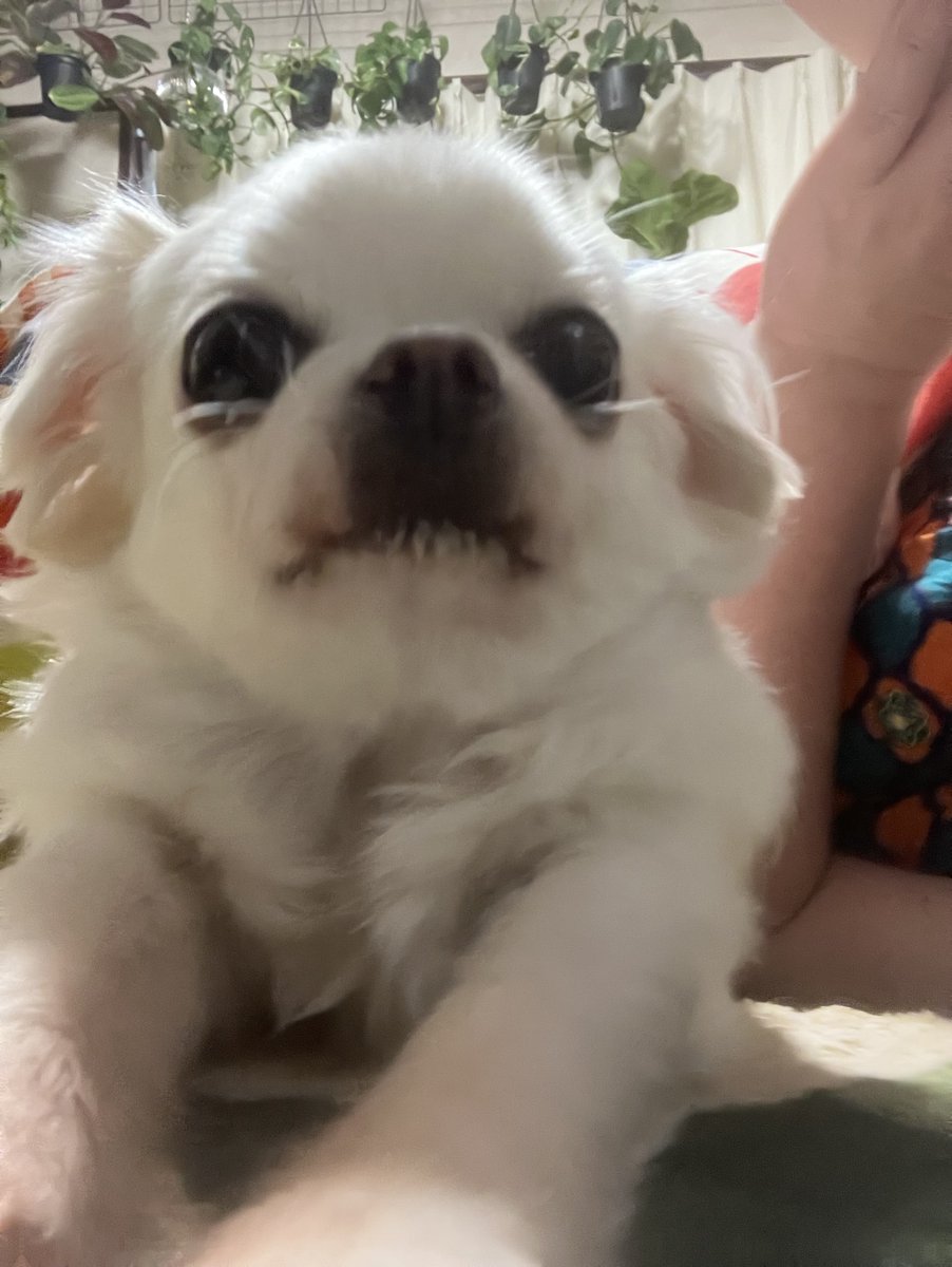 煮エル＠🐋5/5オンリー✨せ41a tweet media