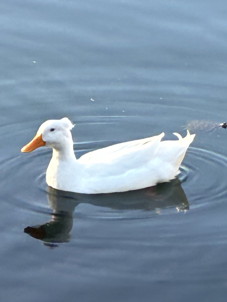 Shiny Dummy tweet media