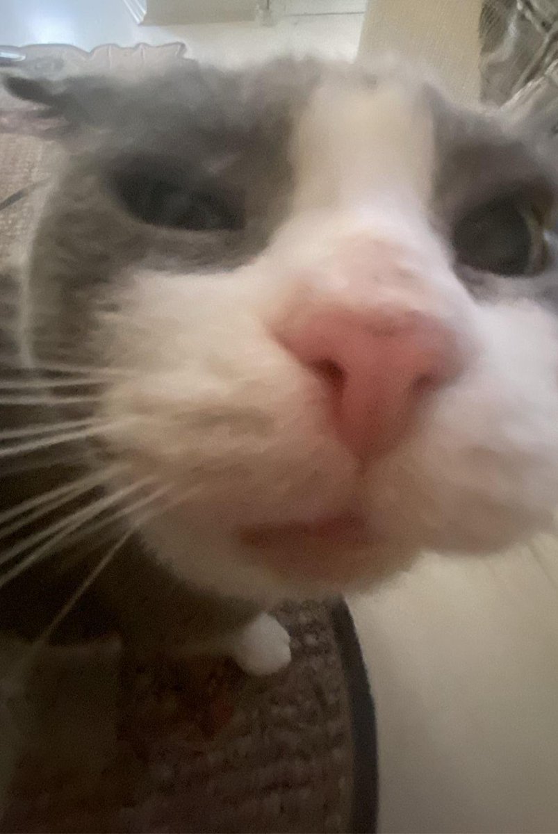 Gato magordito tweet media