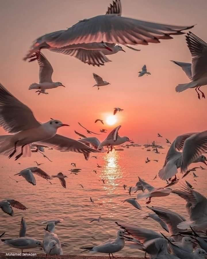 "اتركها تأتي كما كتبها الله لك ، لعلها تأتي كما تمناها قلبك."♥️