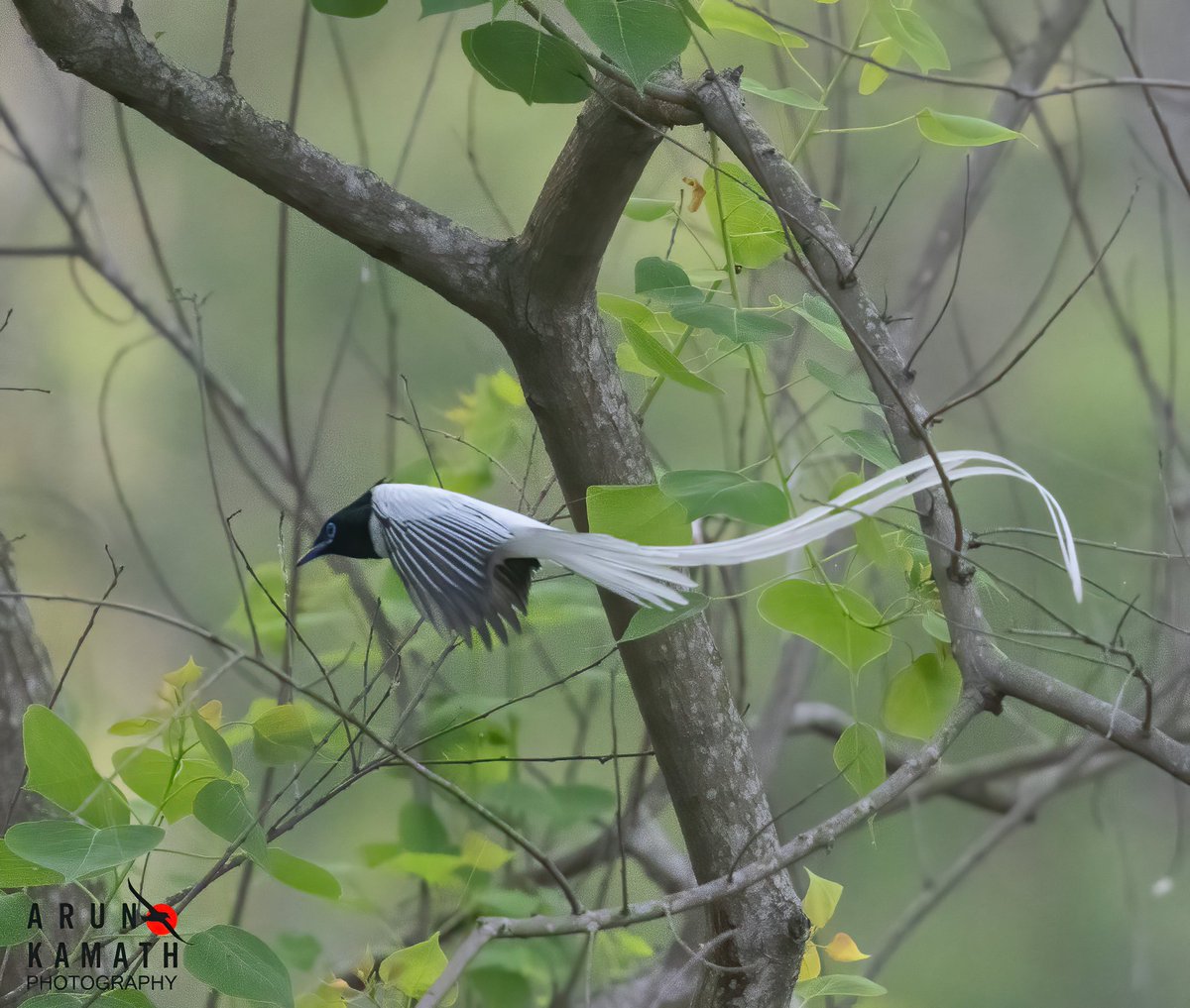 incognito9's tweet image. The Ghost or the fairy. Indian Paradise Flycatcher male flying through the forest gives that feel  for sure.

#indiaves #thephotohour #TwitterNatureCommunity #wildlifephotography #birding
