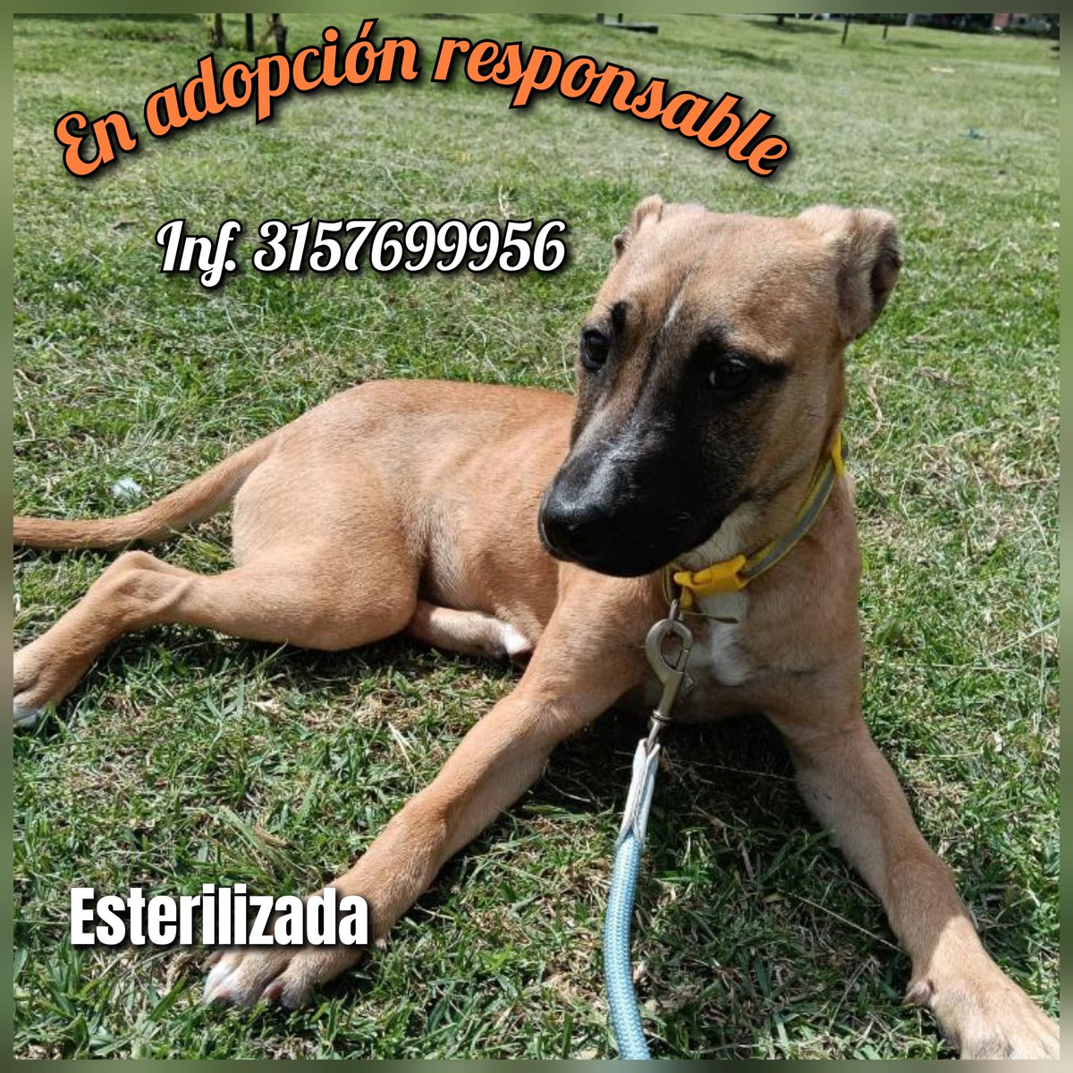 bdmercadeo's tweet photo. En busca de una familia para esta BB.
Bogotá Colombia. https://t.co/mgBzBNbjcE