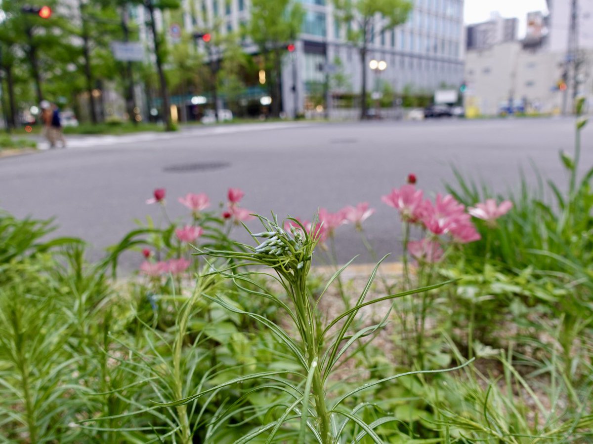 Toshi Tsukigahora (月ケ洞 利彦) tweet media