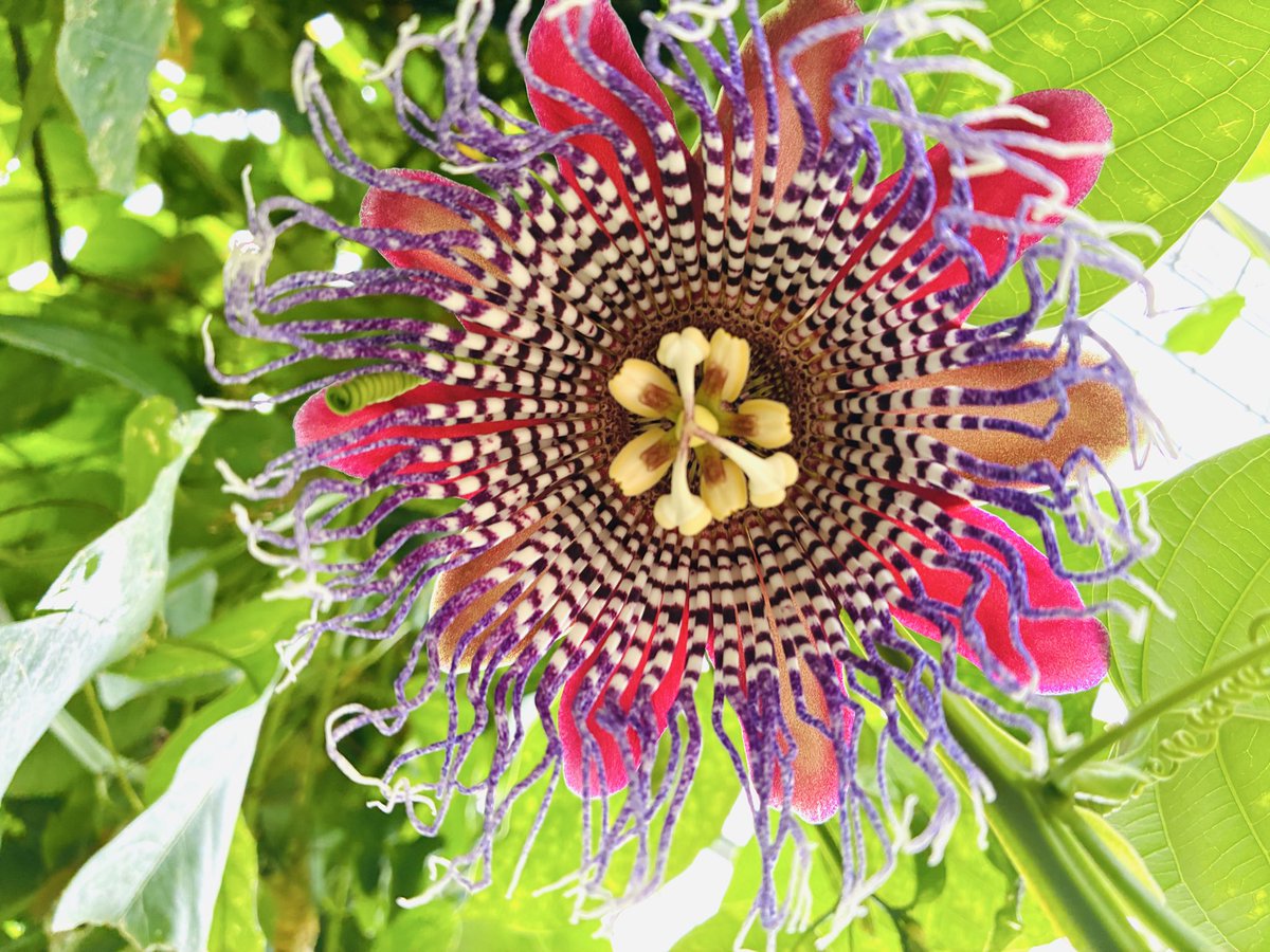 とちぎ花センター【公式】 tweet media