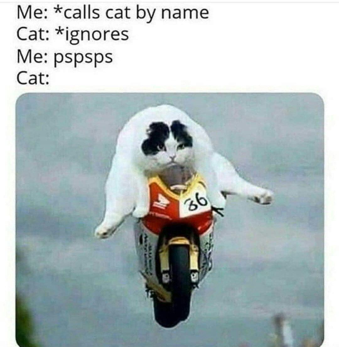 Punch Cat tweet media