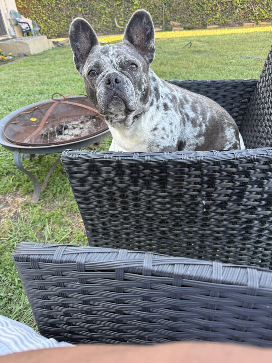 DaddyPilot213's tweet image. Living the life I love. Loving the life I live. A good cigar my dogs and cold beer on a Sunday afternoon. #BlackboyJoy #peace #Love #Abundance