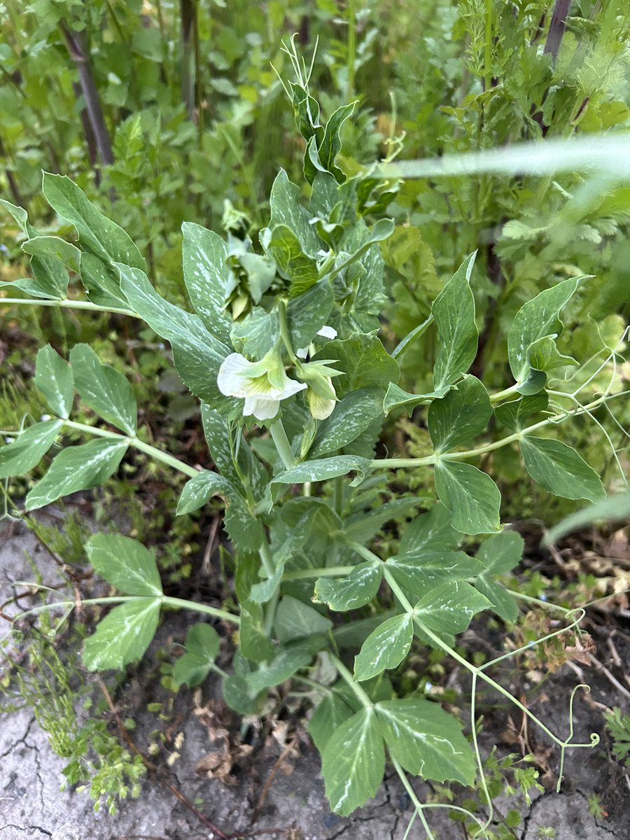 けいこ🍀@日日是好日＿保育士 tweet media