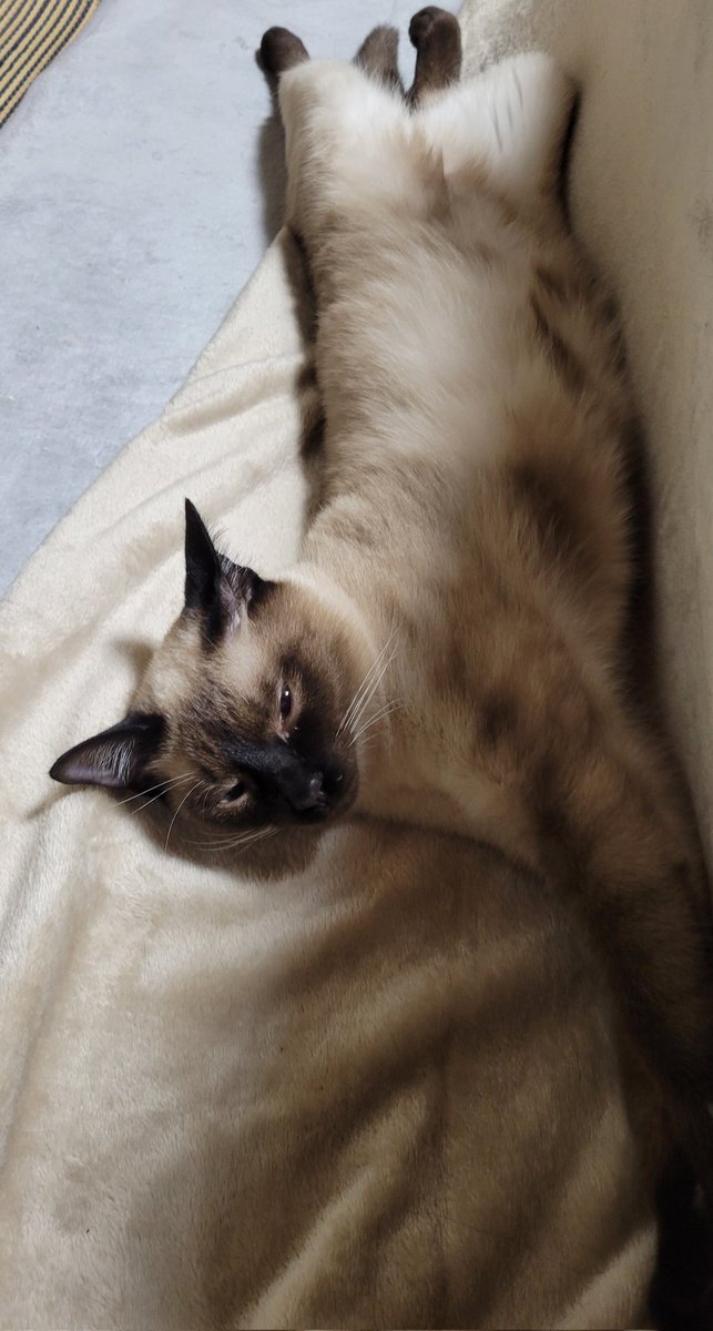 ぱっく tweet media