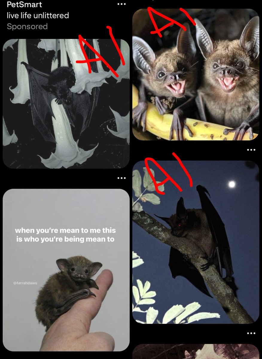 Ferret! 💛🦇 tweet media