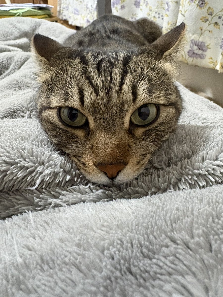 恐怖マンです tweet media