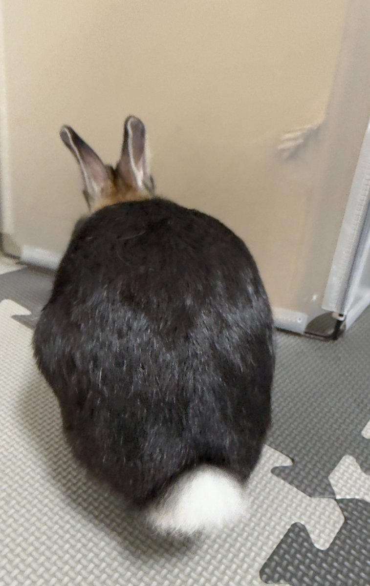 🐇🐰 まぁ𓃺𓈒𓏸🐰🐇 tweet media