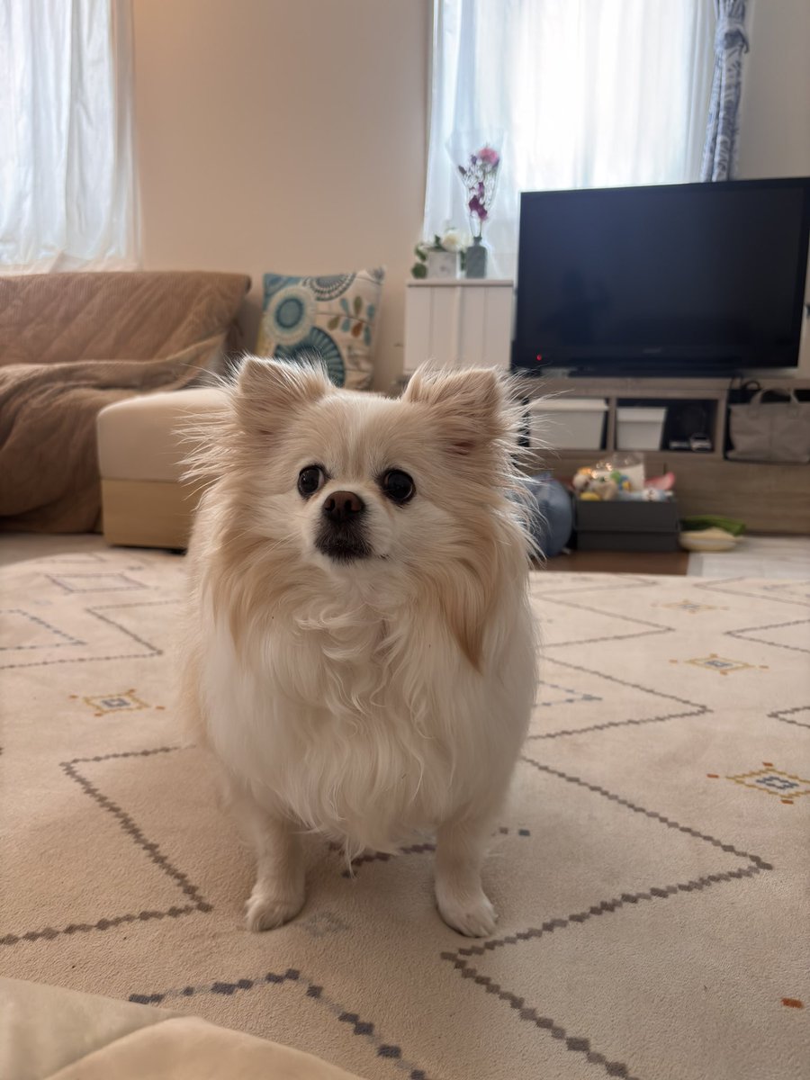 こはく🐣乃蒼(のあ)くん🍚ラヴィお兄ちゃん💖 tweet media