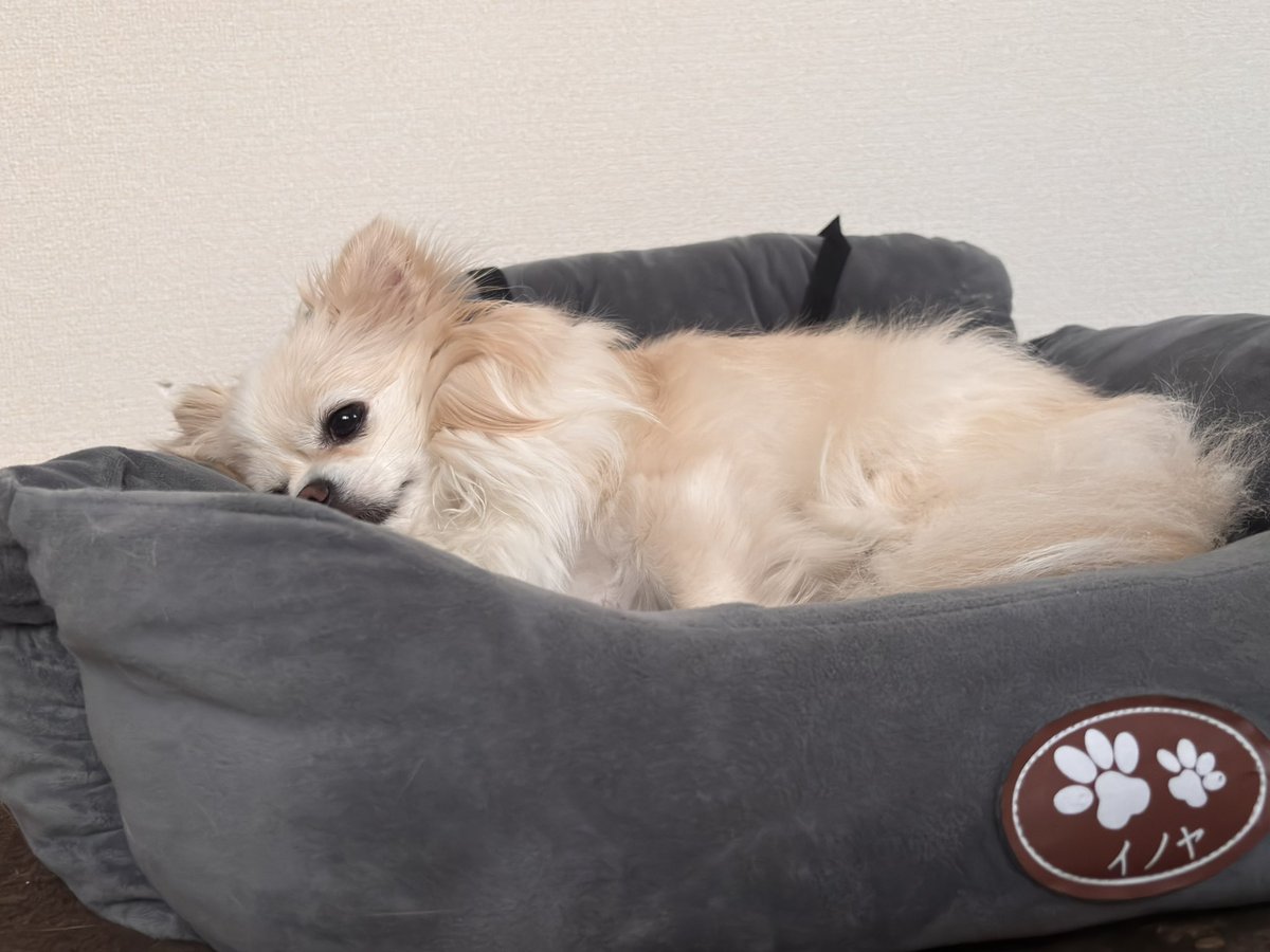 こはく🐣乃蒼(のあ)くん🍚ラヴィお兄ちゃん💖 tweet media