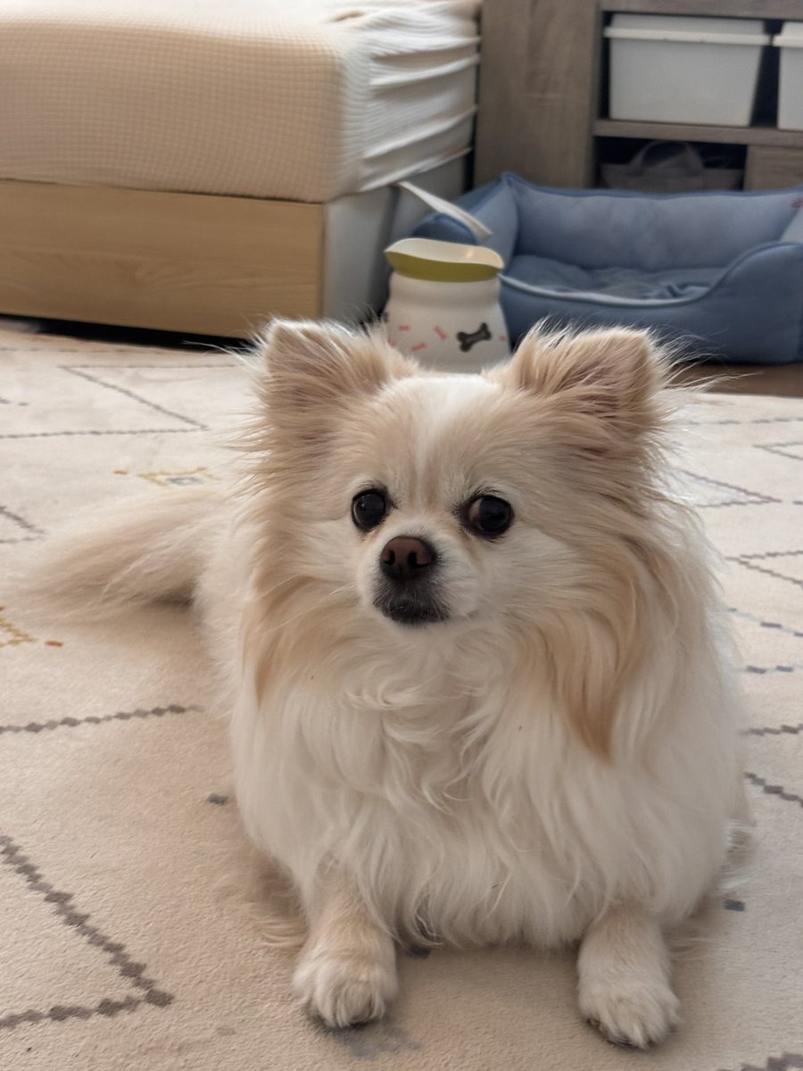 こはく🐣乃蒼(のあ)くん🍚ラヴィお兄ちゃん💖 tweet media