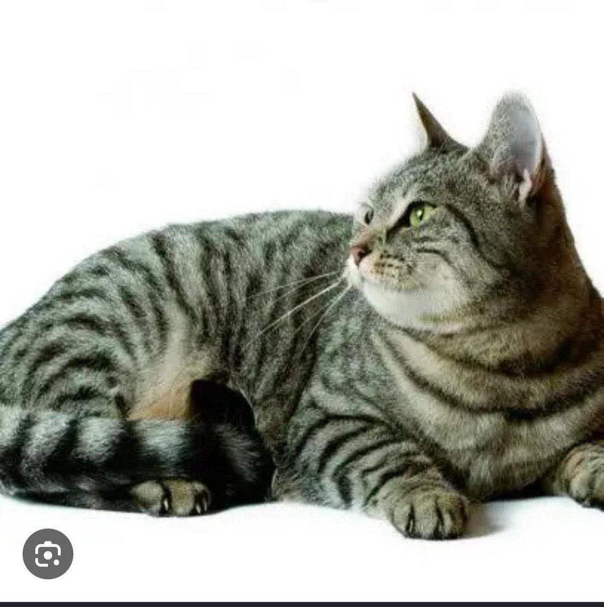 Serenella Raimondo tweet media