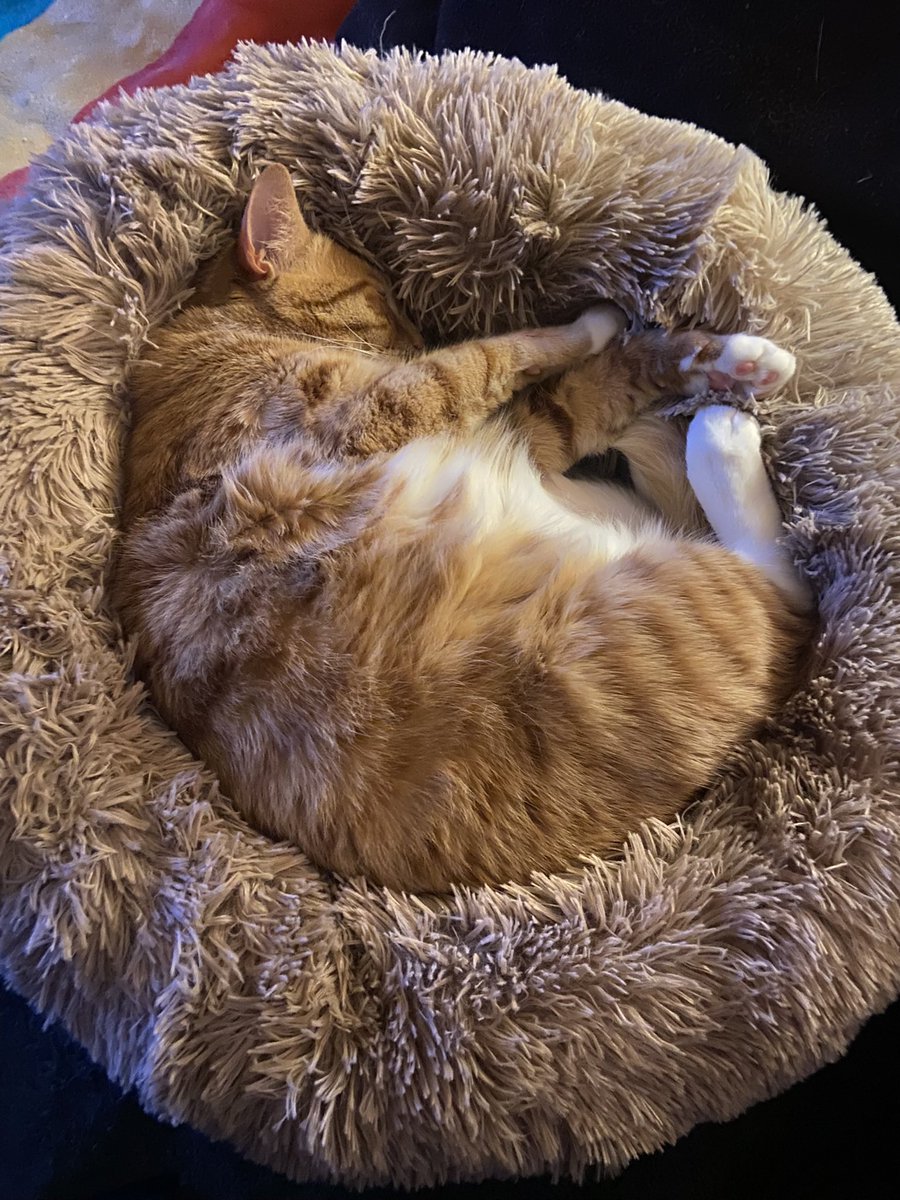 Tracy Ann Buchner🏳️‍🌈🇺🇦 tweet media