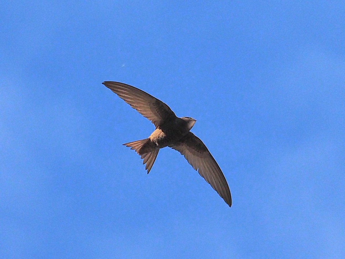 Apusapus on Malgrat de Mar seafront.