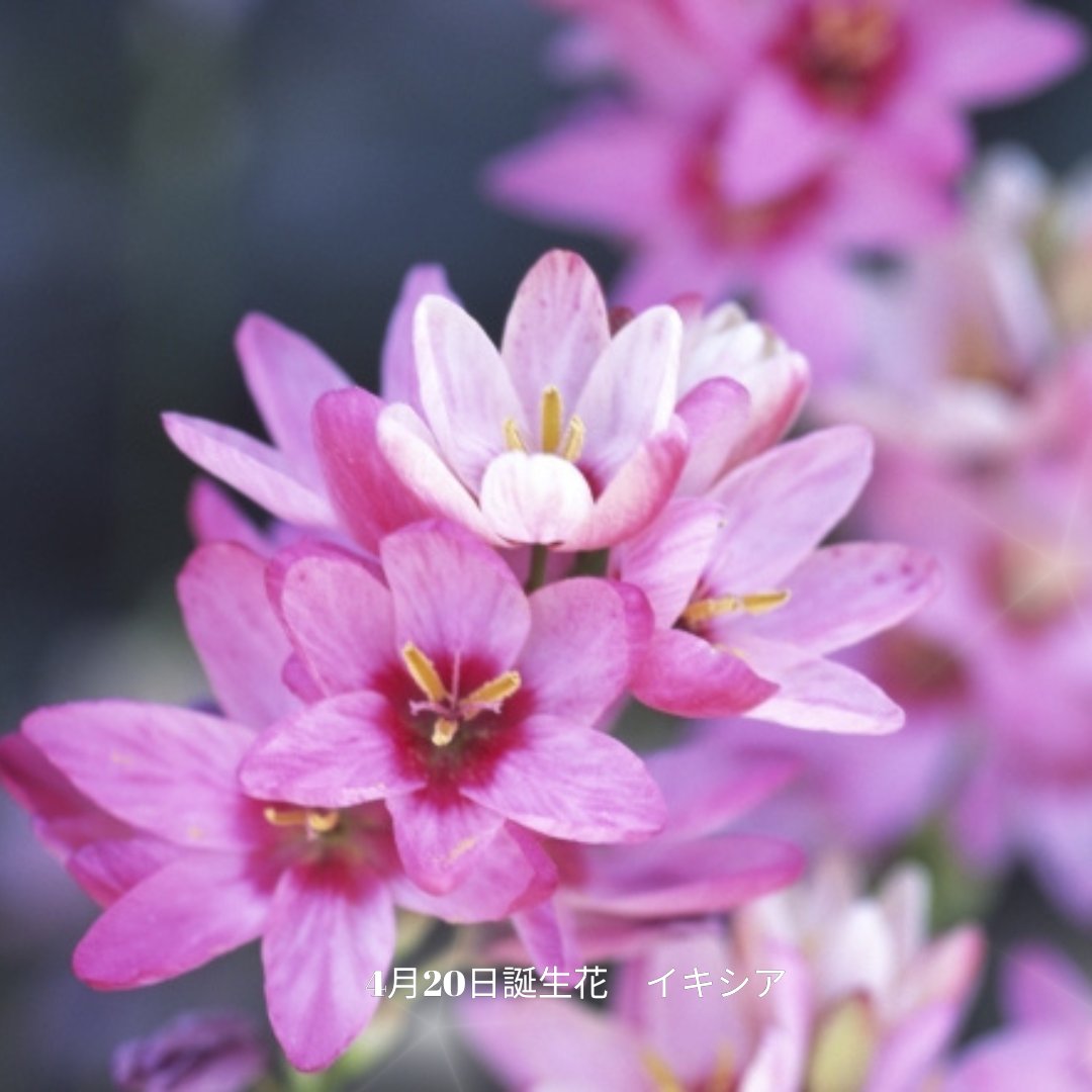 なつめ｜犬と猫と暮らし tweet media