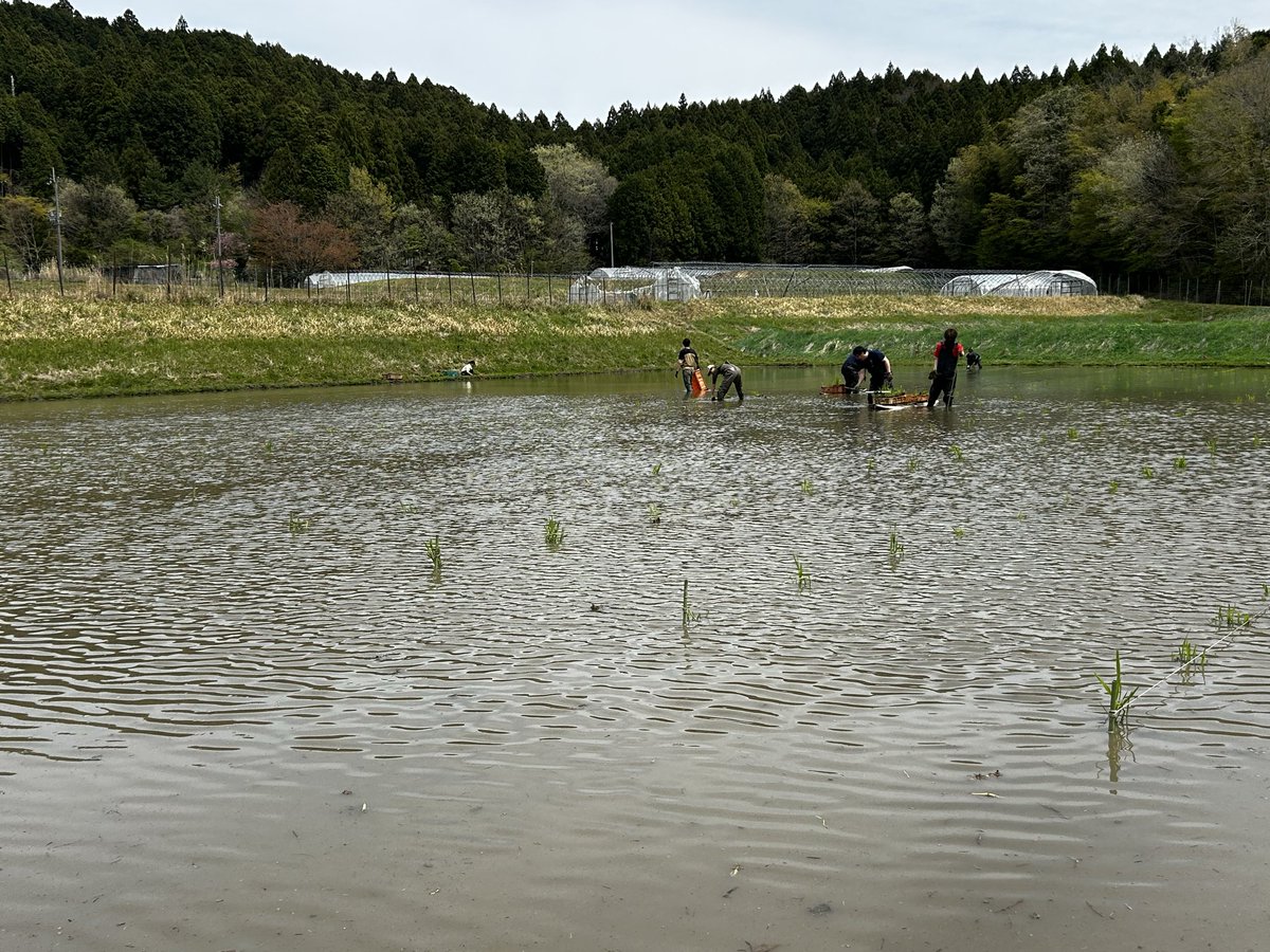 昨日は
助っ人さんやら、ゲストやら、たくさんの方々と植え付けができました。

お山の苗はかなり鹿に傷めつけられていたので、並行して高さが足りていない金網の上にネットを追加で設置しました。

ネットに高さがあるだけで安心感ある☺️
