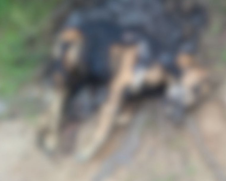 kaarolzx's tweet image. Um cão foi queimado VIVO em Florianópolis e ninguém tá falando sobre… graças ao governador Jorginho Mello que fez do caso Orelha um verdadeiro circo, eles estão mais confiantes, afinal, se um caso que viralizou internacionalmente não deu em nada, por que esse daria? Que nojo.